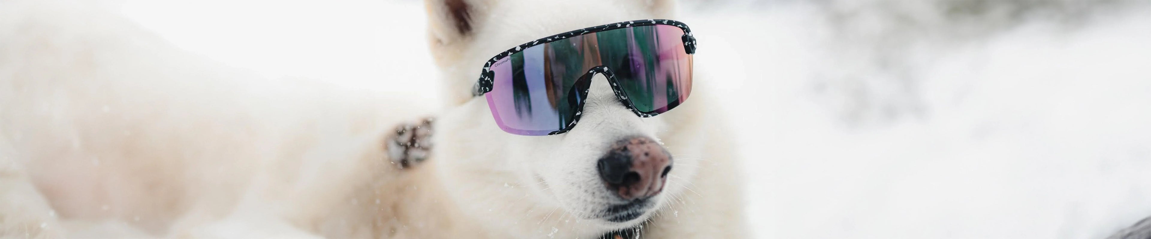 White dog wearing reflective sunglasses in snowy outdoor setting, eyewear for winter sports